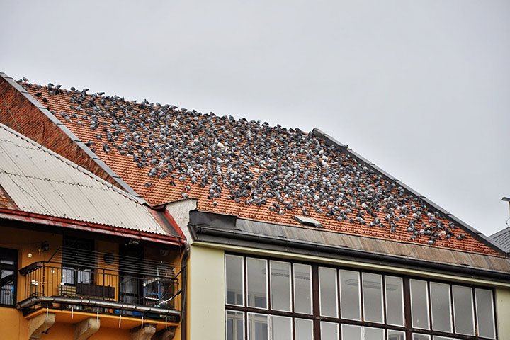 A2B Pest Control are able to install spikes to deter birds from roofs in Shepherds Bush. 