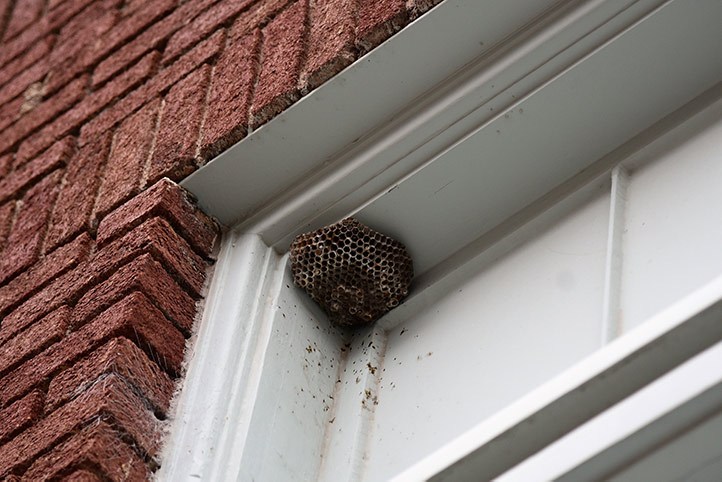 We provide a wasp nest removal service for domestic and commercial properties in Shepherds Bush.